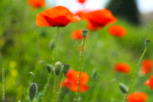 Close-up of a red poppy flower with raindrops. Fresh grass, red poppy with drops of morning dew on natural defocused light green background. Medicinal plant.