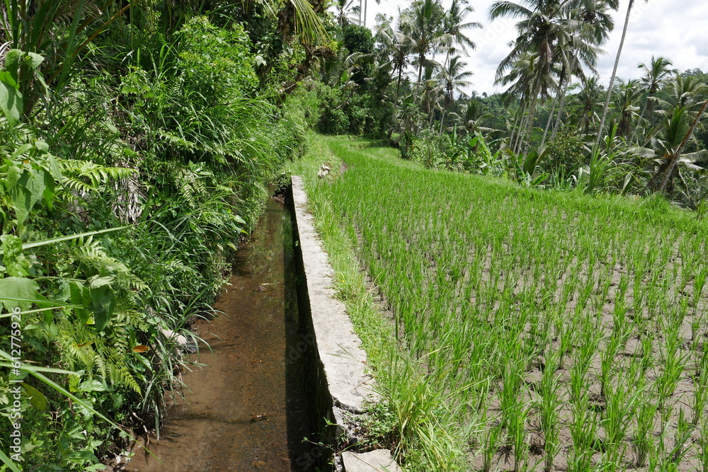 Bewässerung Reisfelder auf Bali Bewässerung Reisfelder auf Bali