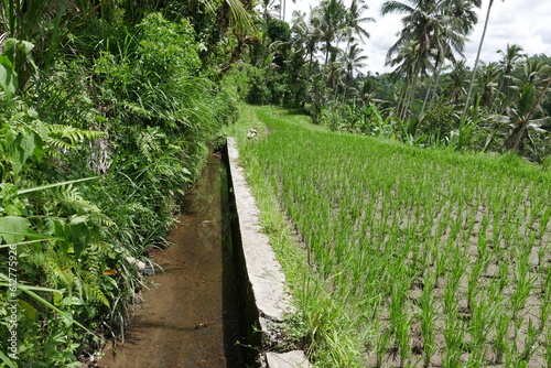 Bewässerung Reisfelder auf Bali