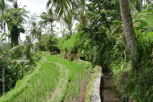 Bewässerung Reisanbau auf Bali photo