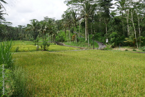 Reisfeld auf Bali