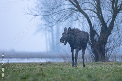The moose (elk), Alces alces, Biebrzanski National Park, Poland. photo