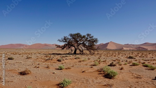Baum in der Wüste 
