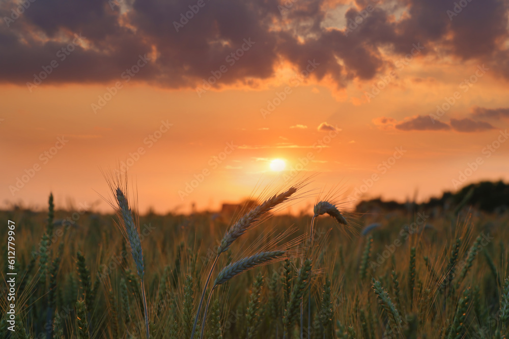 Wheat field at sunset, Ears of wheat close-up beautiful landscape rural scene