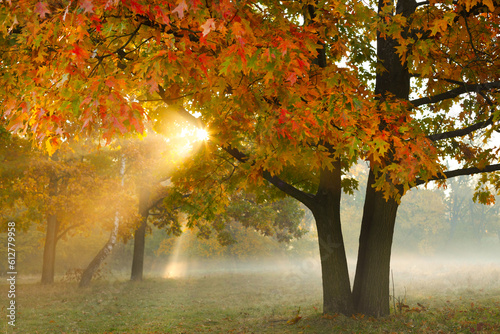 Red maple tree in the autumn sunlight