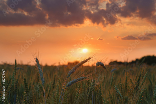 Wheat field at sunset  Ears of wheat close-up beautiful landscape rural scene
