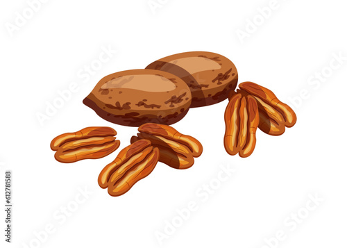 Pecan isolated on white background. Vector illustration of a delicious handful of peeled and whole pecans in cartoon style. Pecan icon. Healthy, organic snacks.