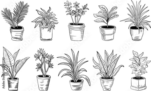 Houseplants. Plant hand drawing collection set, plant in pots. Indoor flowers with stems and leaves. Black on white background © AlexxxA