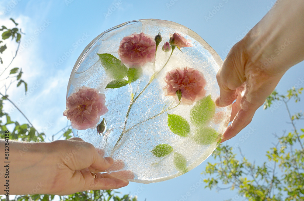 Woman Hands Holding Frozen Pink Rose Flowers