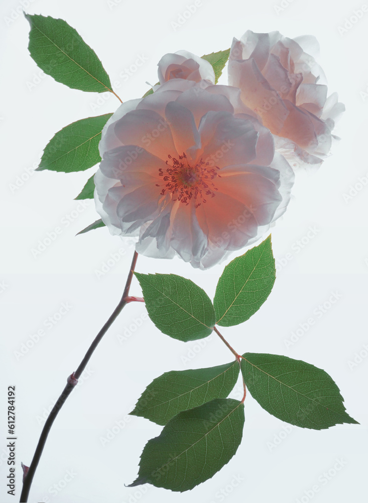 Fresh Wild White Roses on White Background