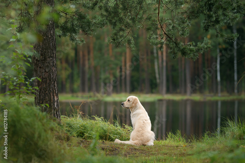 Fototapeta Naklejka Na Ścianę i Meble -   dog at lake in the green forest. Golden Retriever in nature