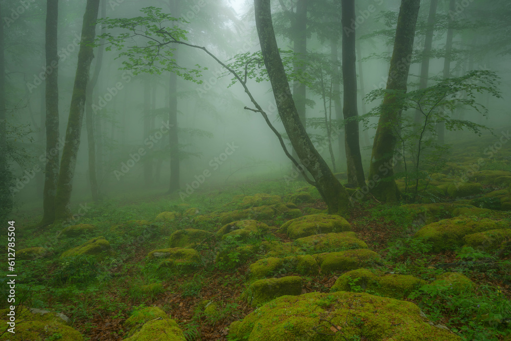 Obraz premium Beech forest with fog in spring