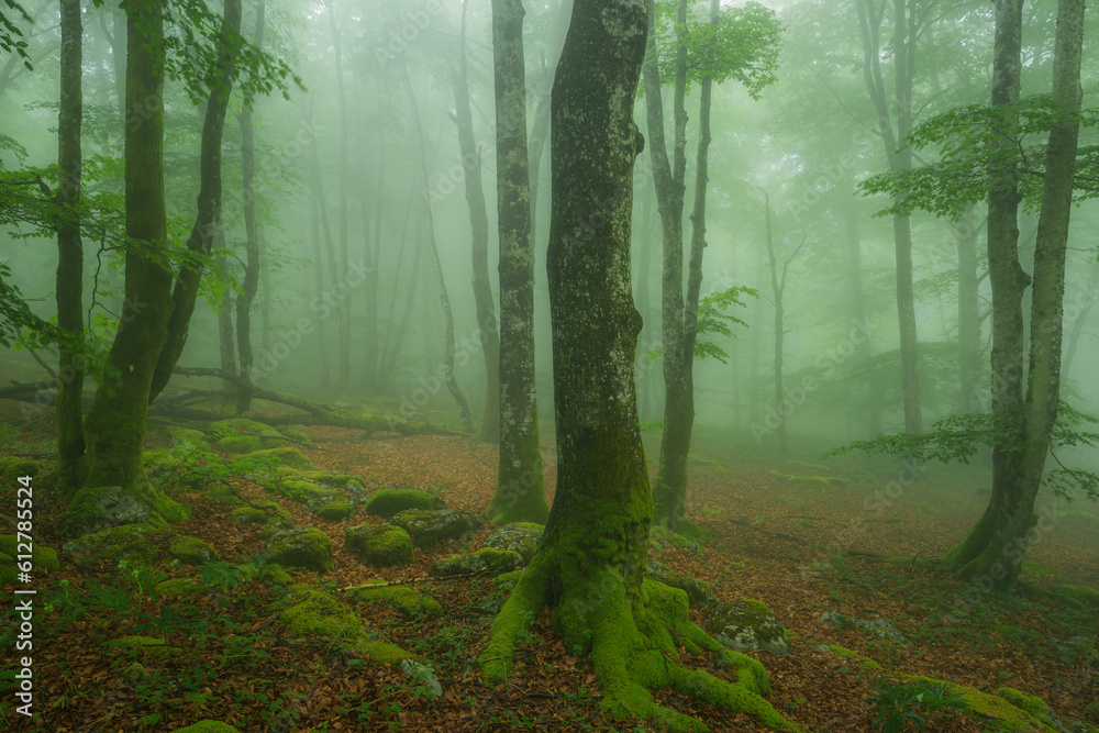 Beech forest with fog in spring