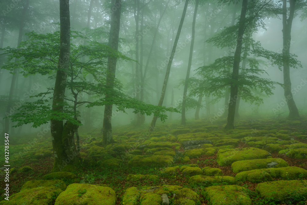 Fototapeta premium Beech forest with fog in spring