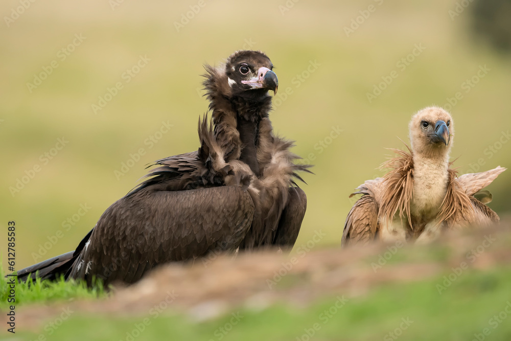 Black vulture and Eurasian griffon vulture Black vulture and Eurasian griffon vulture