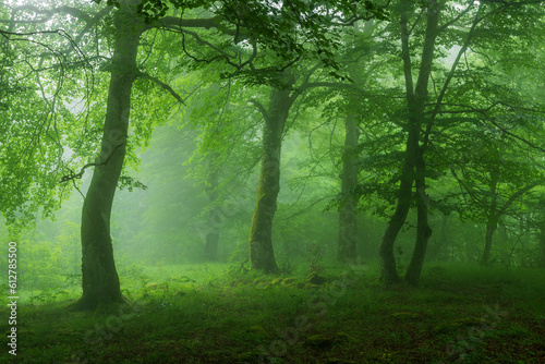 Beech forest with fog in spring