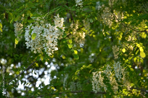 White acacia (tree branches) and blossom in a rays of the sun (sunset)