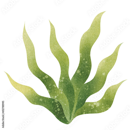 Seaweed watercolor