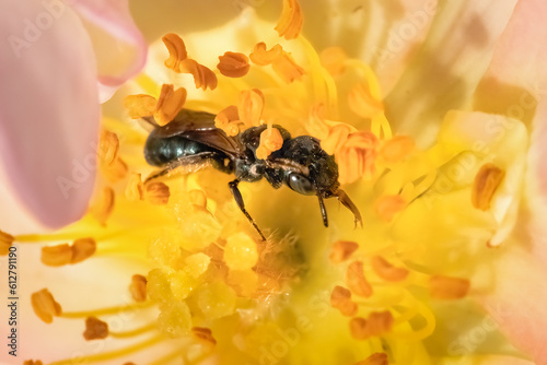 Close up of a Small Carpenter Bee (Ceratina sp) pollinating a Pink Lemonade Rose flower.  Long Island, New York, USA photo