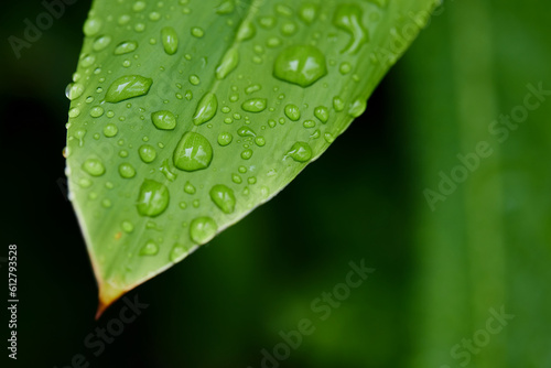 Water drops on green leaf