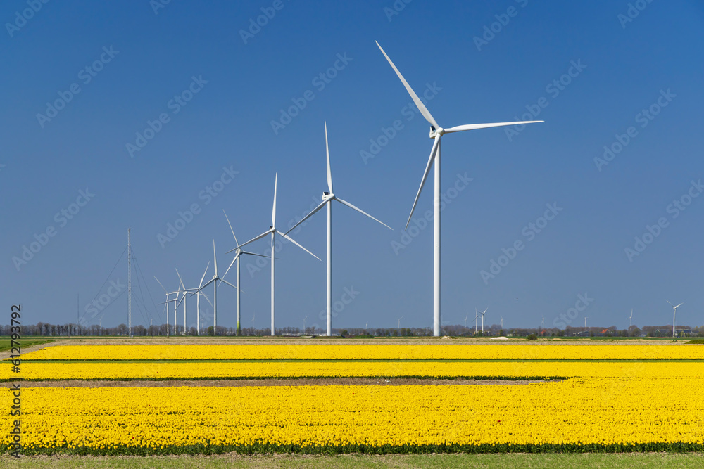 wind turbines with yellow tulip field in Northern Holland, Netherlands wind turbines with yellow tulip field in Northern Holland, Netherlands