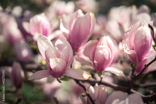 Pink magnolea on a sunny spring day © Kateryna