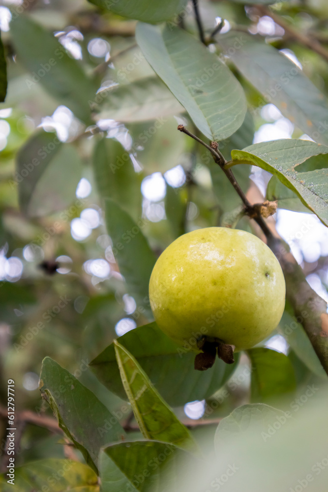Juicy Temptation: Closeup of a Ripe Guava on a Tree Branch Juicy Temptation: Closeup of a Ripe Guava on a Tree Branch