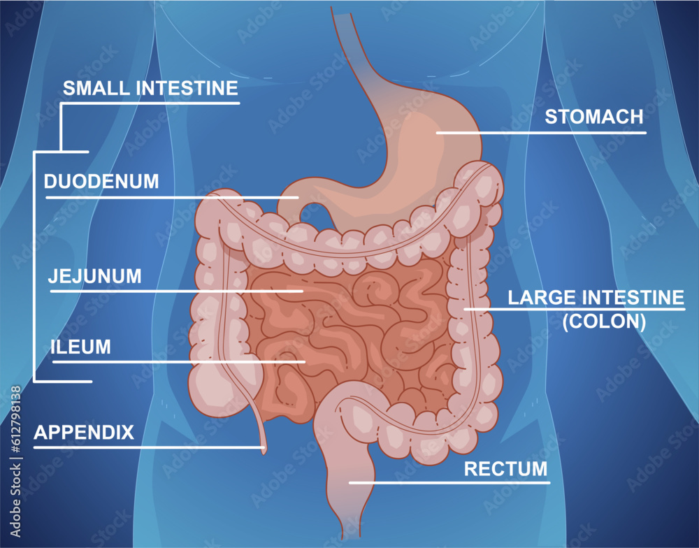 Schematic Representation Of The Digestive System Large Intenstine 