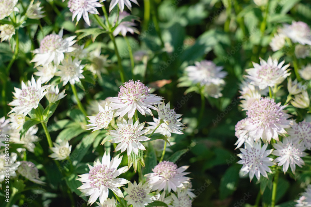 White astrantia. Close-up of an astrantia with pink-tipped white bracts against a background of blurred leaves and flowers. White astrantia. Close-up of an astrantia with pink-tipped white bracts against a background of blurred leaves and flowers.