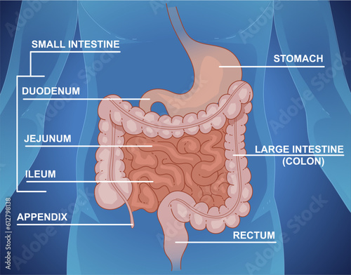 Schematic representation of the digestive system:  large intenstine (colon), stomach, appendix, rectum. And small intestine include the duodenum, jejunum, and ileum.  Vector illustration.  photo