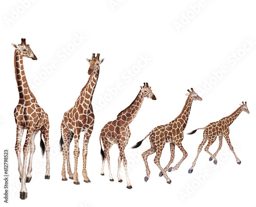groupe, troupeau, girafe, création, mammifère, hybride, jardin zoologique, sauvage, faune, safari, bande, nature, illustration, animal, savane, art, cou, allongé, debout, haute, tache
