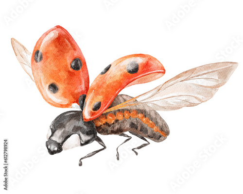 Red flying ladybug colourful animal illustration.