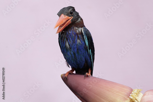 A Javan kingfisher is resting on a banana tree flower that grows wild. This carnivorous bird has the scientific name Halcyon cyanoventris.
