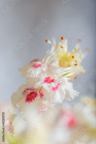 flowering chestnut branch macro. Close up