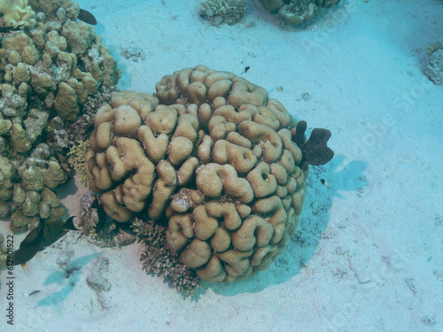 Brain coral or Diploria labyrinthiformis at the bottom of the Red sea in Egypt, travel concept photo
