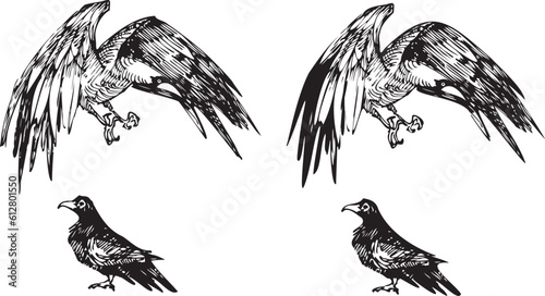 vector cartoon raven line art doodle. Crow sketch element for design, print, notebook. Hand drawn animal collection. isolated graphic on white background. set birds hand drawn ink pen illustration 