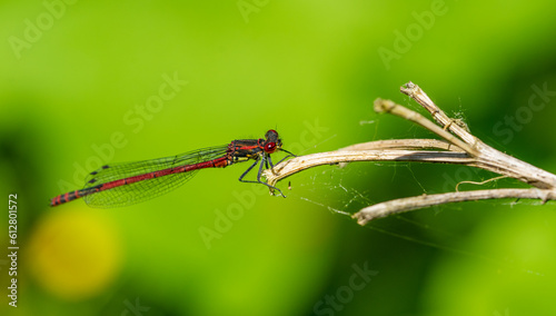 red dragonfly on a leaf 02
