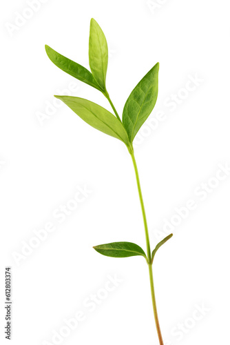 flowers and leaves of blooming blue periwinkle, isolated on a white background