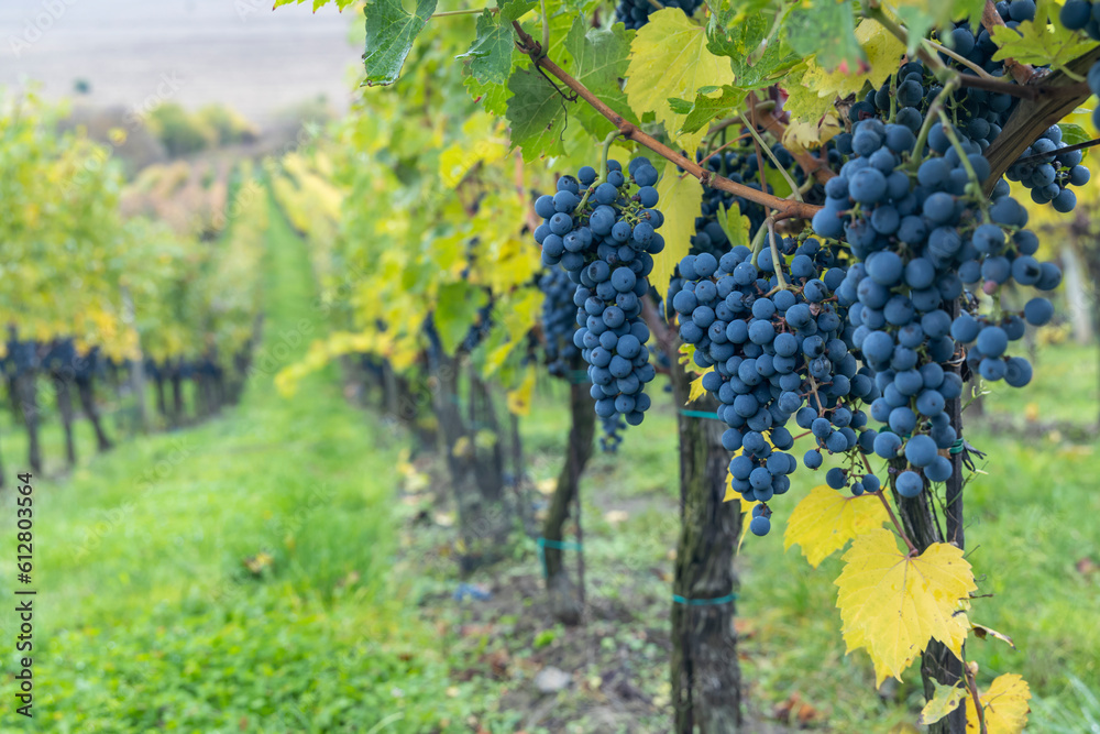Fototapeta premium Blue grapes Cabernet Sauvignon in autumn vineyard, Southern Moravia, Czech Republic