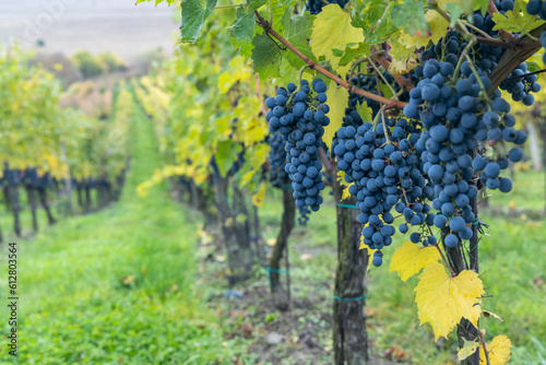 Blue grapes Cabernet Sauvignon in autumn vineyard  Southern Moravia  Czech Republic