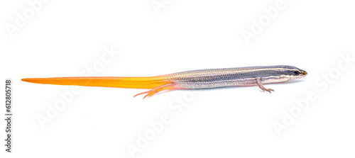peninsula mole skink lizard - Plestiodon egregius onocrepis  - side profile view showing pretty orange red tail isolated on white background