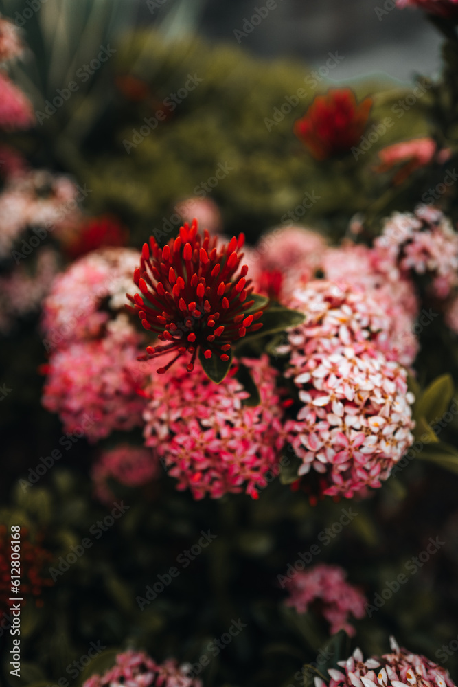 Exotic fresh tropical red pink flowers growing in wildlife. Summer beautiful plant Exotic fresh tropical red pink flowers growing in wildlife. Summer beautiful plant
