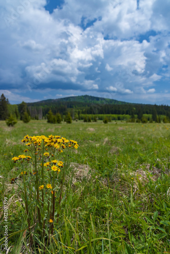 Typical spring landscape near Stozec  Nation park Sumava  Czech Republic