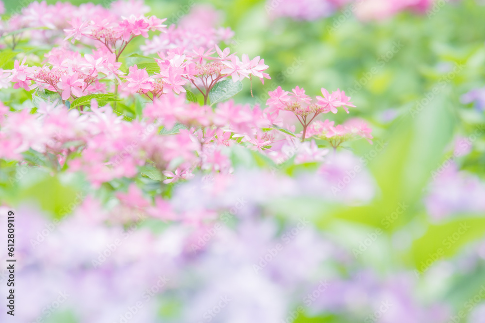 Obraz premium 穏やかな色彩が美しい、６月はアジサイの咲く季節