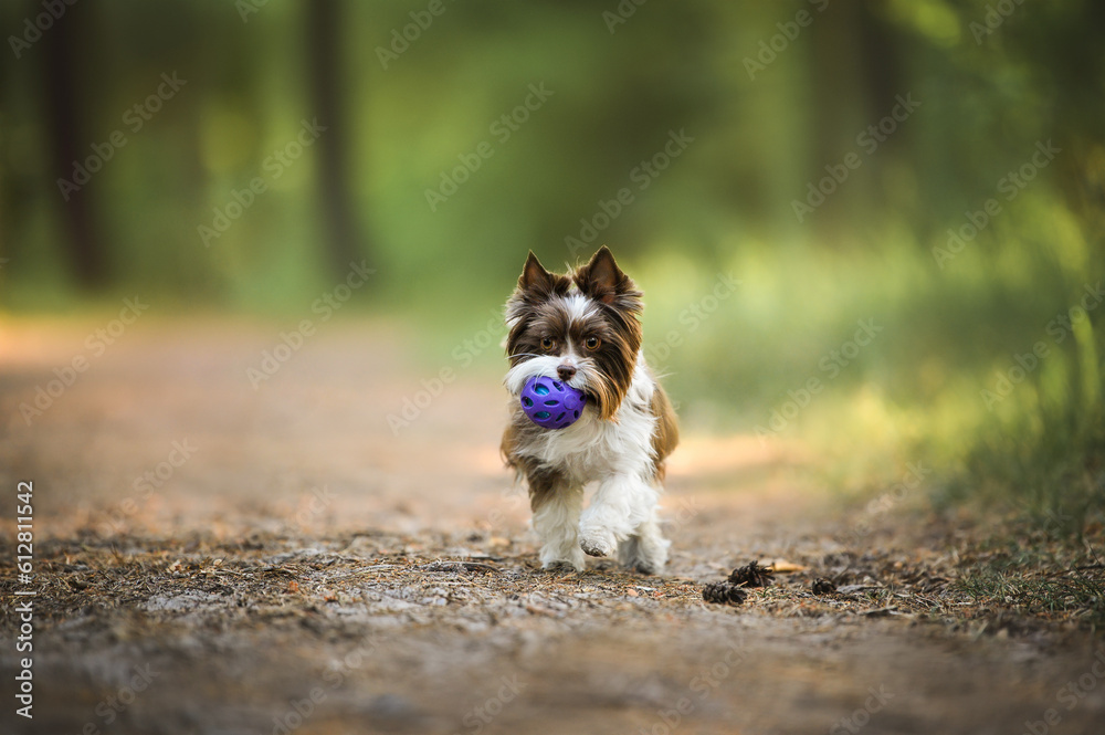 happy small dog carrying a toy ball in the forest