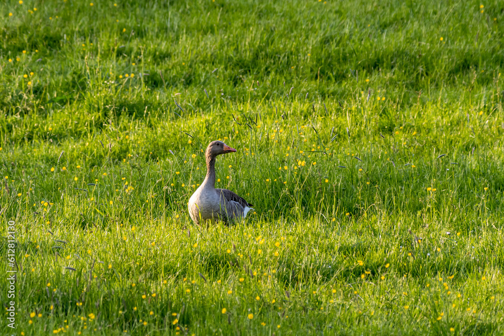 Obraz premium a single goose standing on a green meadow and looking to the side.