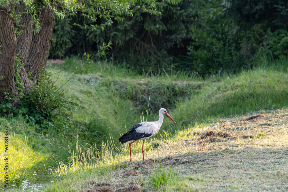 a stork on a meadow in the sunlight a stork on a meadow in the sunlight