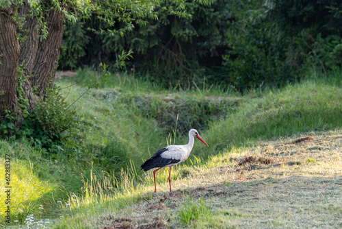 a stork on a meadow in the sunlight