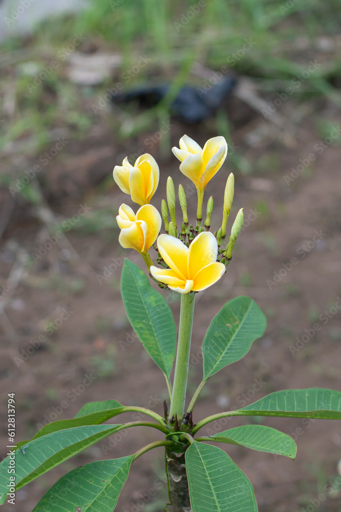 Obraz premium Plumeria flowers blooming on a blurred background