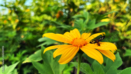 sunflowers yellow insects sitting, Tithonia diversifolia Mexican Sunflower for Presentations and deck information graphic, print layout covering book, magazine page, advertisement banner, poster ads photo